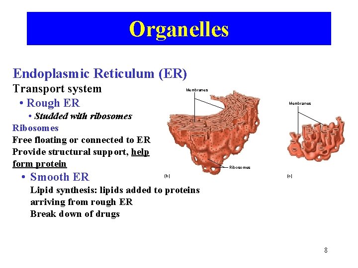 Organelles Endoplasmic Reticulum (ER) Transport system • Rough ER Membranes • Studded with ribosomes