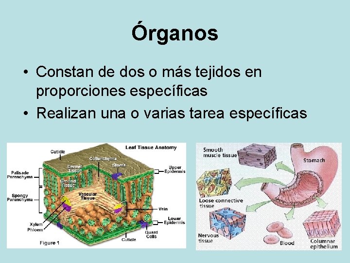 Órganos • Constan de dos o más tejidos en proporciones específicas • Realizan una