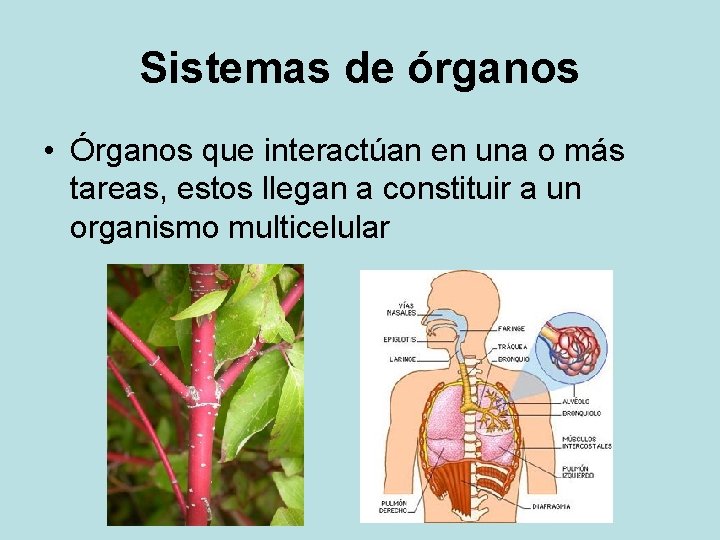 Sistemas de órganos • Órganos que interactúan en una o más tareas, estos llegan