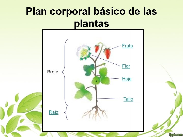 Plan corporal básico de las plantas 