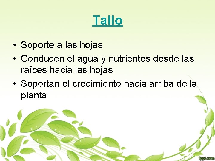 Tallo • Soporte a las hojas • Conducen el agua y nutrientes desde las