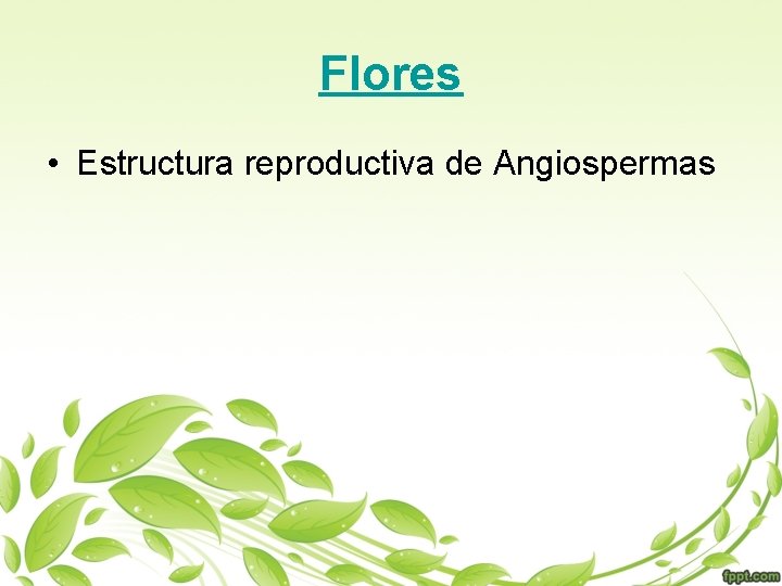 Flores • Estructura reproductiva de Angiospermas 