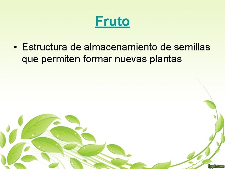 Fruto • Estructura de almacenamiento de semillas que permiten formar nuevas plantas 