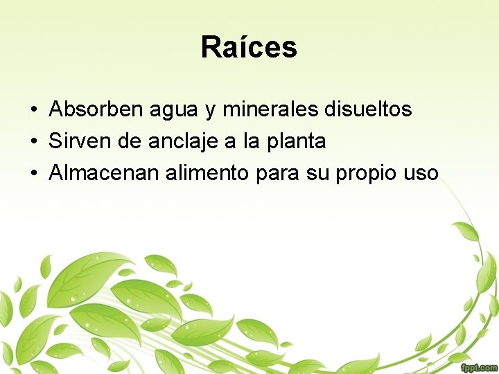 Raíces • Absorben agua y minerales disueltos • Sirven de anclaje a la planta