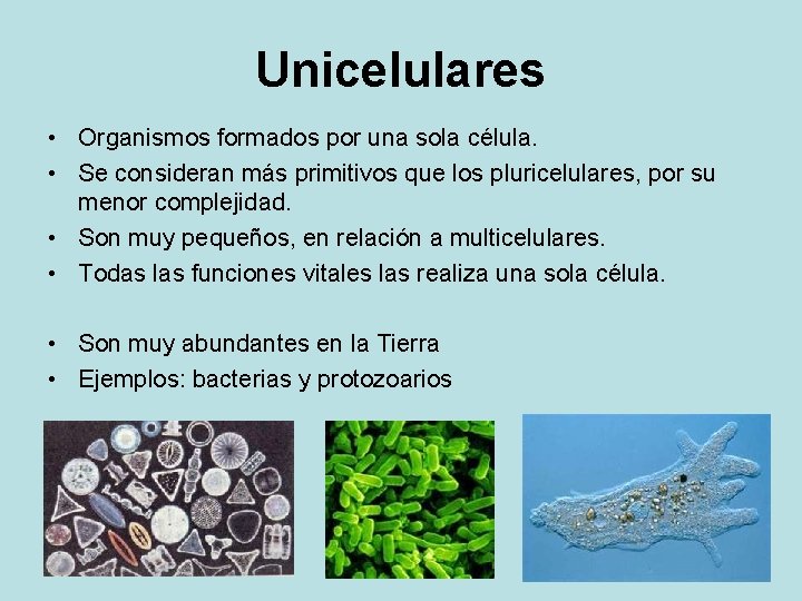 Unicelulares • Organismos formados por una sola célula. • Se consideran más primitivos que