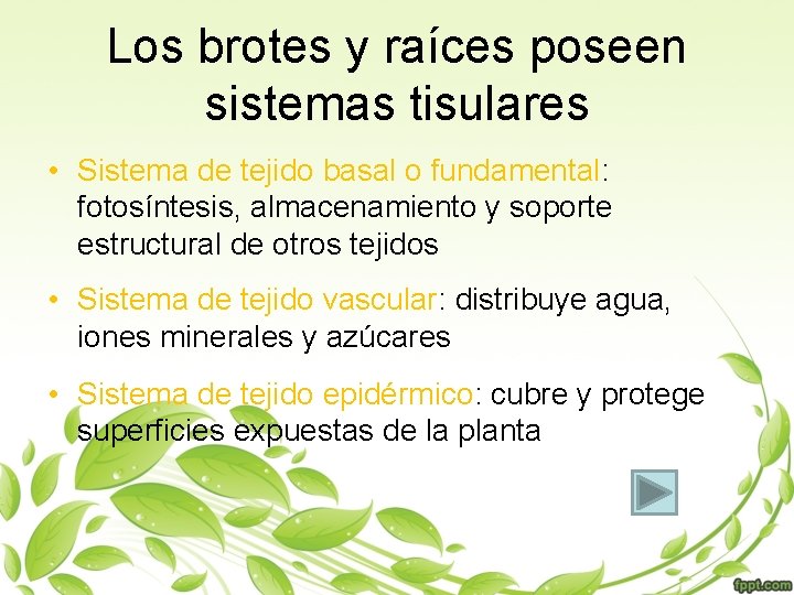 Los brotes y raíces poseen sistemas tisulares • Sistema de tejido basal o fundamental: