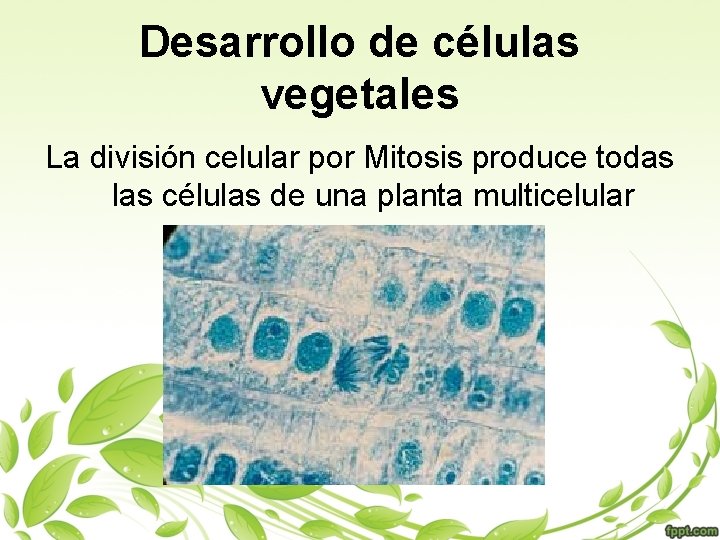 Desarrollo de células vegetales La división celular por Mitosis produce todas las células de