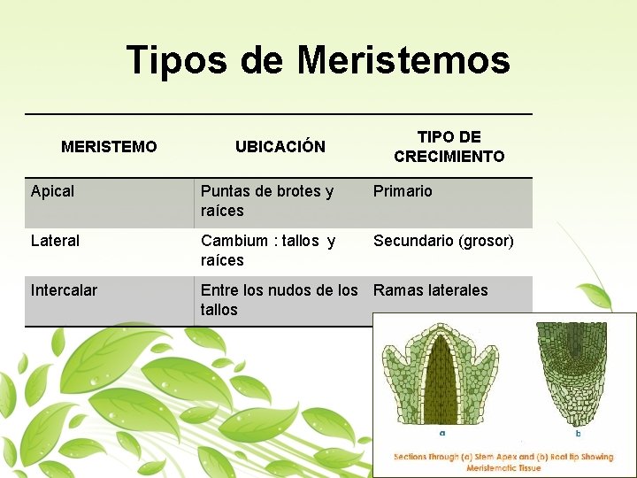 Tipos de Meristemos MERISTEMO UBICACIÓN TIPO DE CRECIMIENTO Apical Puntas de brotes y raíces