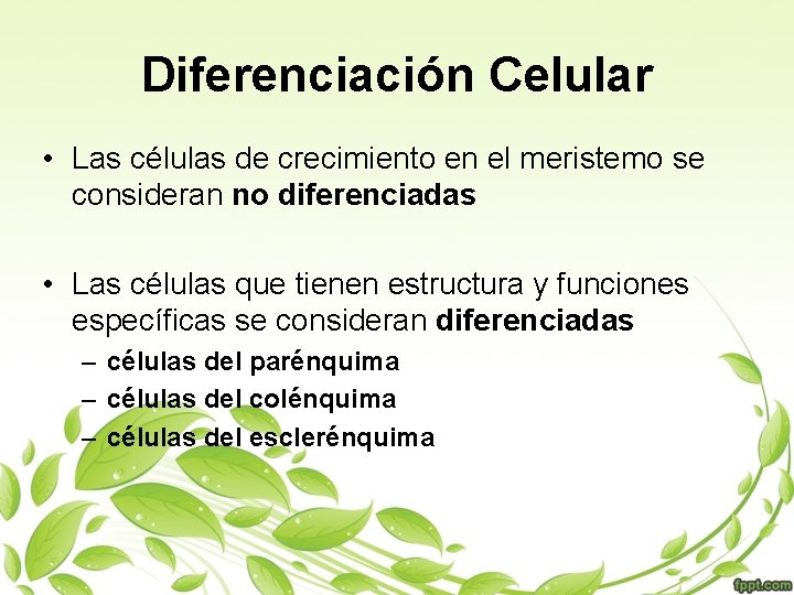 Diferenciación Celular • Las células de crecimiento en el meristemo se consideran no diferenciadas