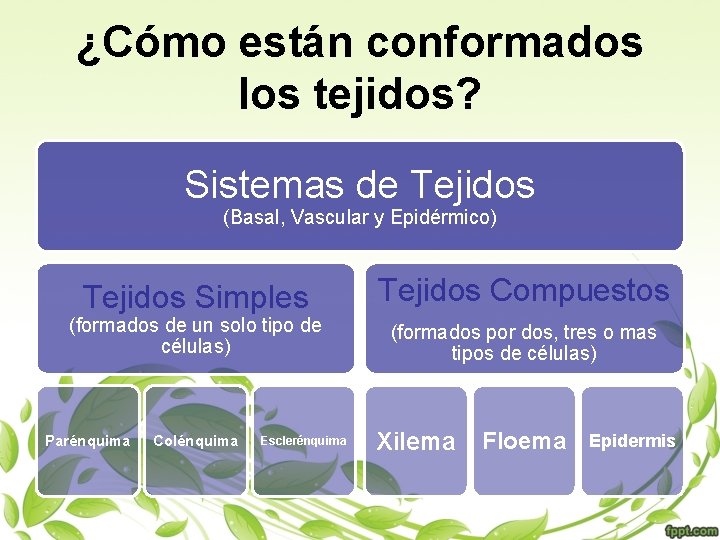 ¿Cómo están conformados los tejidos? Sistemas de Tejidos (Basal, Vascular y Epidérmico) Tejidos Simples