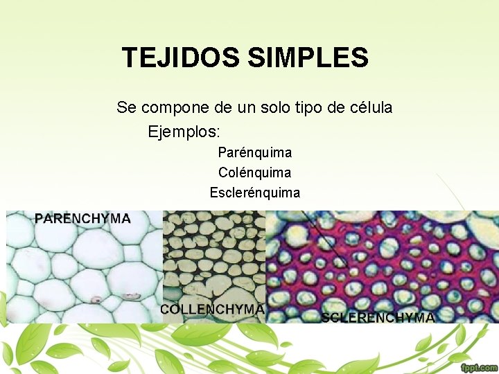 TEJIDOS SIMPLES Se compone de un solo tipo de célula Ejemplos: Parénquima Colénquima Esclerénquima