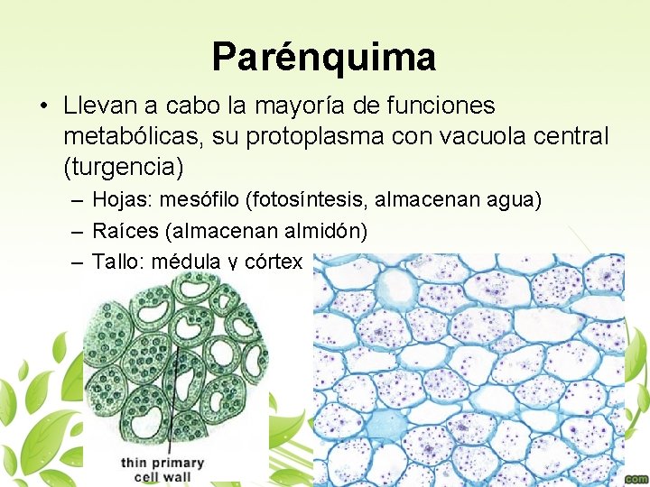 Parénquima • Llevan a cabo la mayoría de funciones metabólicas, su protoplasma con vacuola