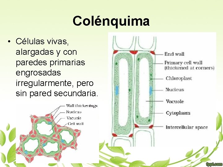 Colénquima • Células vivas, alargadas y con paredes primarias engrosadas irregularmente, pero sin pared