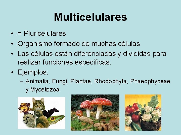 Multicelulares • = Pluricelulares • Organismo formado de muchas células • Las células están