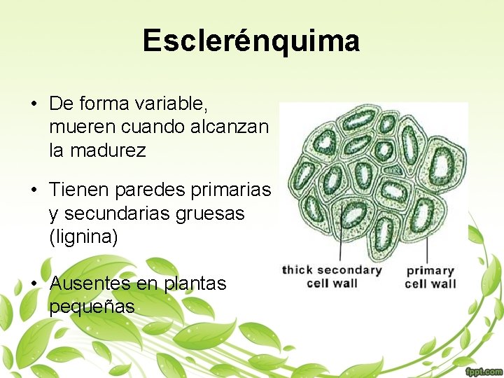 Esclerénquima • De forma variable, mueren cuando alcanzan la madurez • Tienen paredes primarias