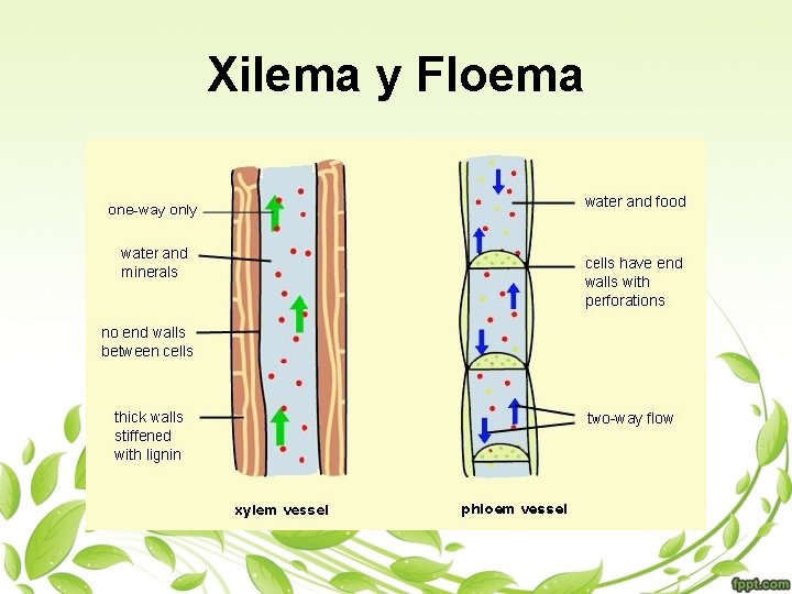 Xilema y Floema 