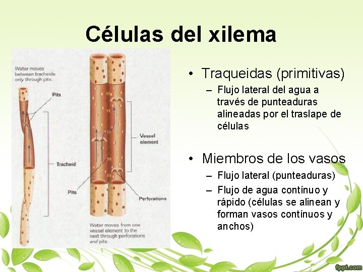 Células del xilema • Traqueidas (primitivas) – Flujo lateral del agua a través de