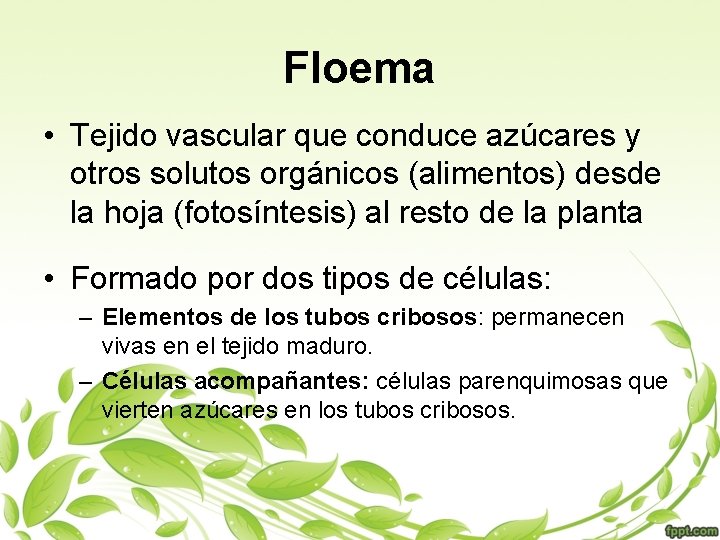 Floema • Tejido vascular que conduce azúcares y otros solutos orgánicos (alimentos) desde la