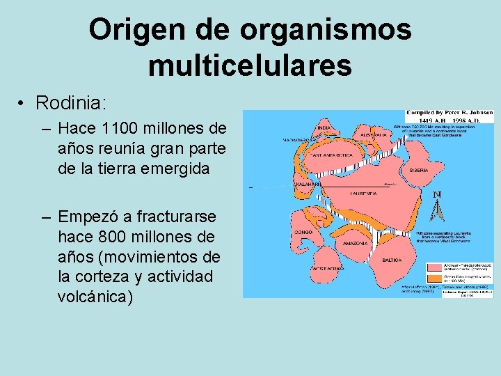 Origen de organismos multicelulares • Rodinia: – Hace 1100 millones de años reunía gran