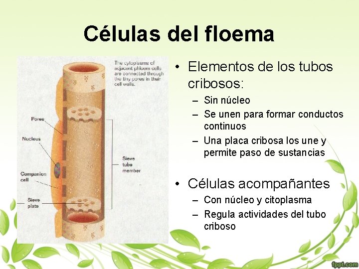 Células del floema • Elementos de los tubos cribosos: – Sin núcleo – Se