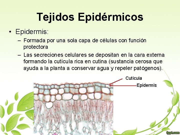 Tejidos Epidérmicos • Epidermis: – Formada por una sola capa de células con función
