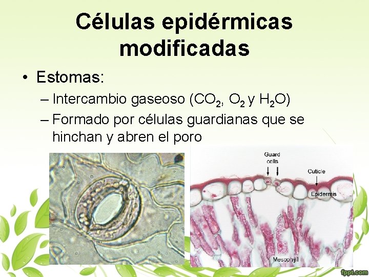 Células epidérmicas modificadas • Estomas: – Intercambio gaseoso (CO 2, O 2 y H