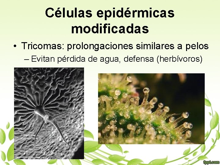 Células epidérmicas modificadas • Tricomas: prolongaciones similares a pelos – Evitan pérdida de agua,