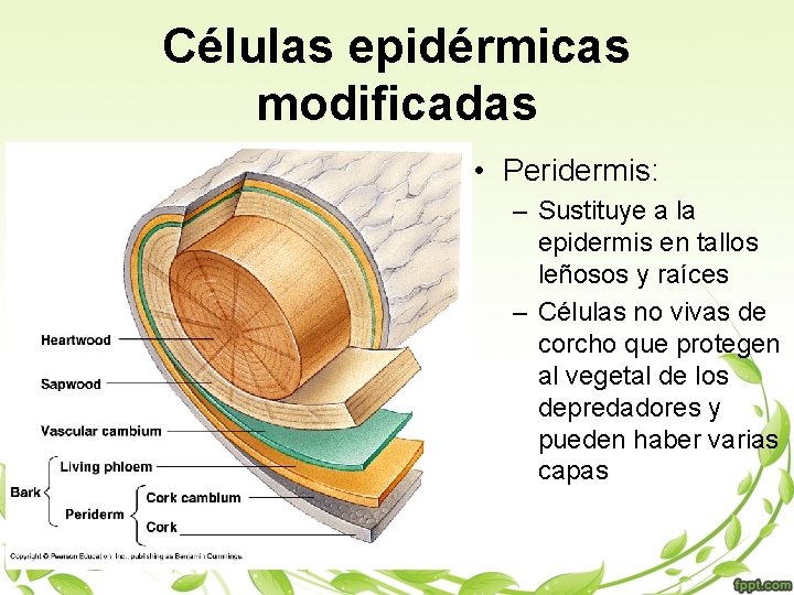 Células epidérmicas modificadas • Peridermis: – Sustituye a la epidermis en tallos leñosos y
