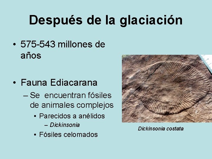 Después de la glaciación • 575 -543 millones de años • Fauna Ediacarana –