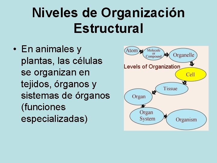 Niveles de Organización Estructural • En animales y plantas, las células se organizan en