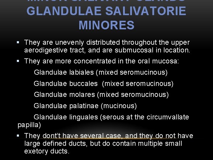 MINOR SALIVARY GLANDS GLANDULAE SALIVATORIE MINORES § They are unevenly distributed throughout the upper