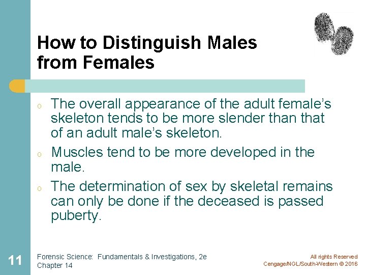 How to Distinguish Males from Females o o o 11 The overall appearance of