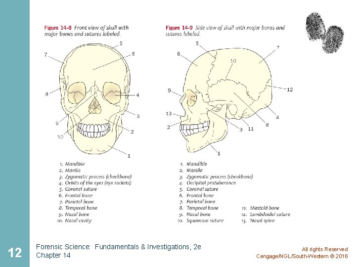 12 Forensic Science: Fundamentals & Investigations, 2 e Chapter 14 All rights Reserved Cengage/NGL/South-Western