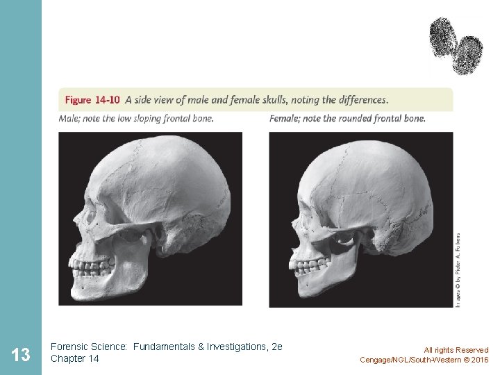 13 Forensic Science: Fundamentals & Investigations, 2 e Chapter 14 All rights Reserved Cengage/NGL/South-Western