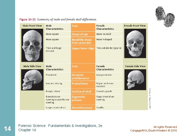 14 Forensic Science: Fundamentals & Investigations, 2 e Chapter 14 All rights Reserved Cengage/NGL/South-Western