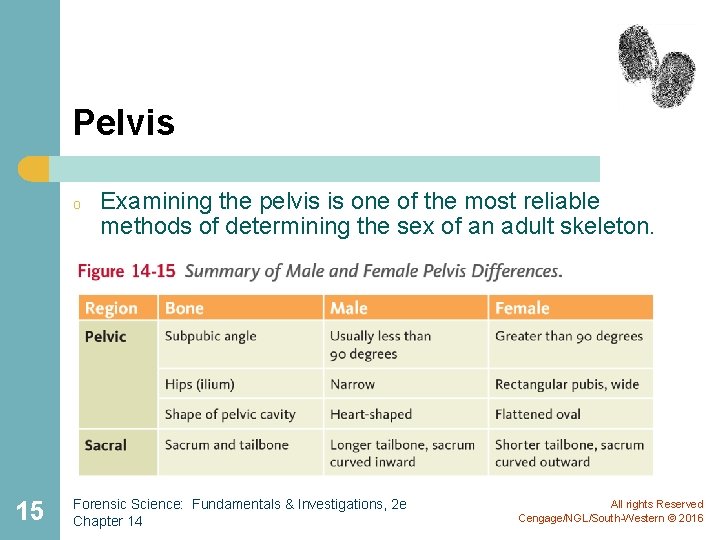 Pelvis o 15 Examining the pelvis is one of the most reliable methods of