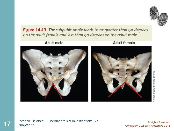 17 Forensic Science: Fundamentals & Investigations, 2 e Chapter 14 All rights Reserved Cengage/NGL/South-Western