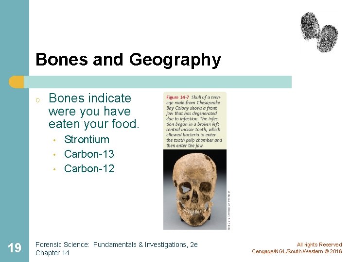 Bones and Geography o Bones indicate were you have eaten your food. • •