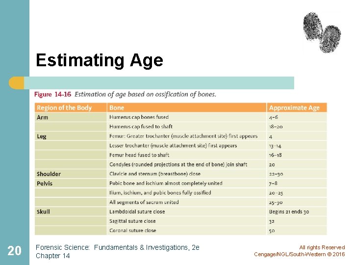 Estimating Age 20 Forensic Science: Fundamentals & Investigations, 2 e Chapter 14 All rights