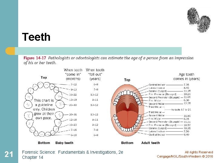 Teeth 21 Forensic Science: Fundamentals & Investigations, 2 e Chapter 14 All rights Reserved