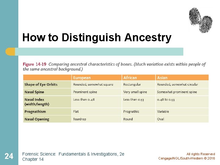 How to Distinguish Ancestry 24 Forensic Science: Fundamentals & Investigations, 2 e Chapter 14