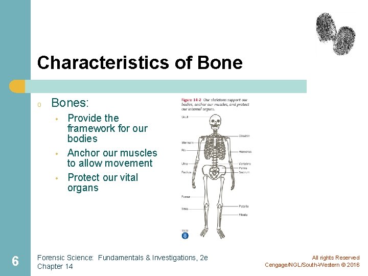 Characteristics of Bone o Bones: • • • 6 Provide the framework for our