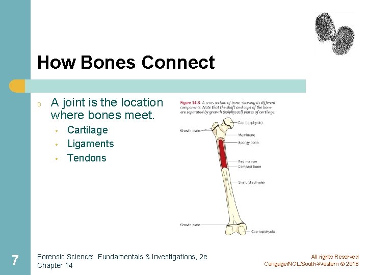 How Bones Connect o A joint is the location where bones meet. • •