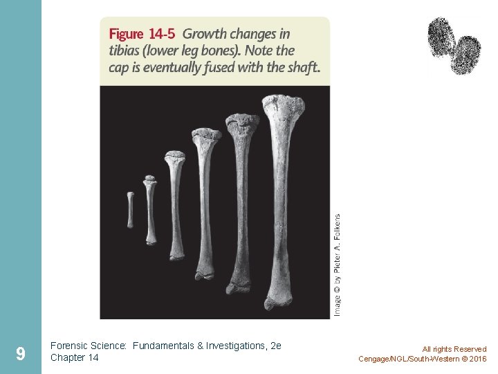 9 Forensic Science: Fundamentals & Investigations, 2 e Chapter 14 All rights Reserved Cengage/NGL/South-Western