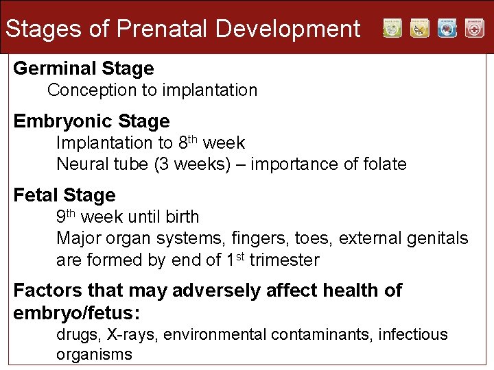 Stages of Prenatal Development Germinal Stage Conception to implantation Embryonic Stage Implantation to 8