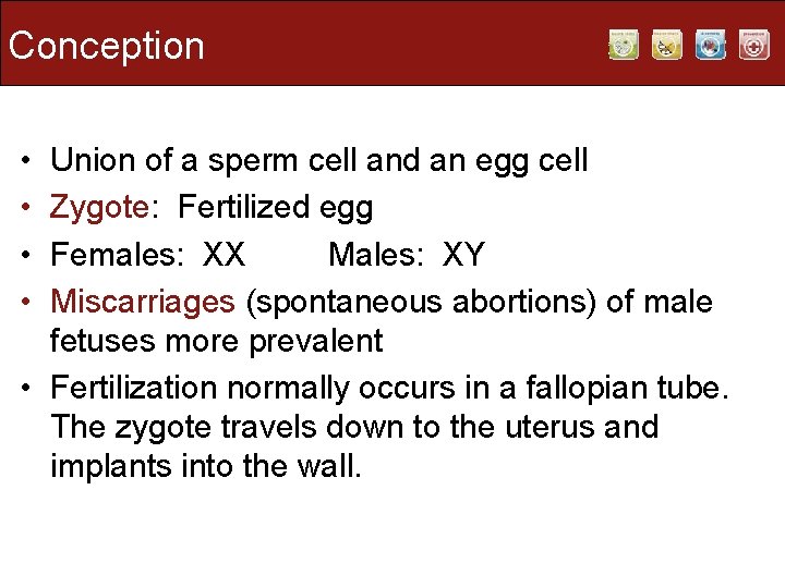 Conception • • Union of a sperm cell and an egg cell Zygote: Fertilized