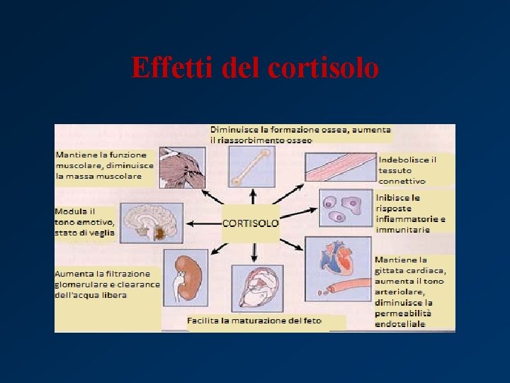 Effetti del cortisolo 