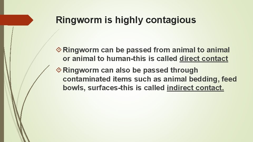 Ringworm is highly contagious Ringworm can be passed from animal to animal or animal Ringworm is highly contagious Ringworm can be passed from animal to animal or animal
