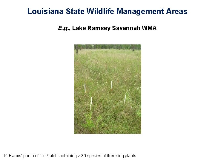 Louisiana State Wildlife Management Areas E. g. , Lake Ramsey Savannah WMA K. Harms’