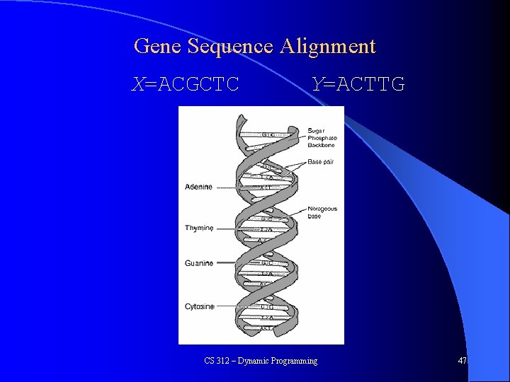 Gene Sequence Alignment X=ACGCTC Y=ACTTG CS 312 – Dynamic Programming 47 